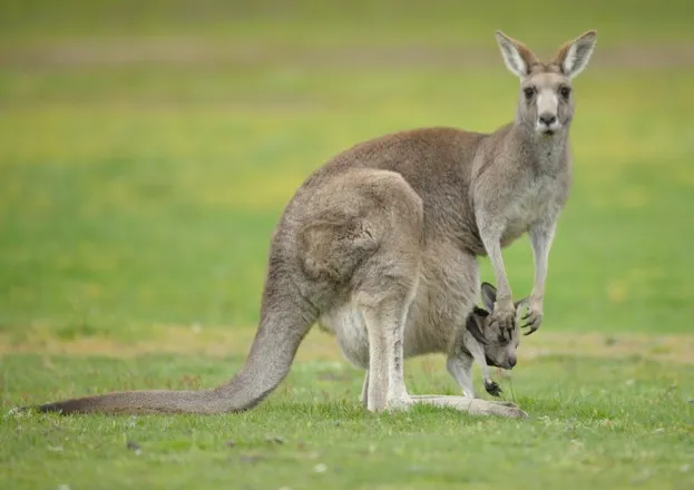 Kangaroo and Joey